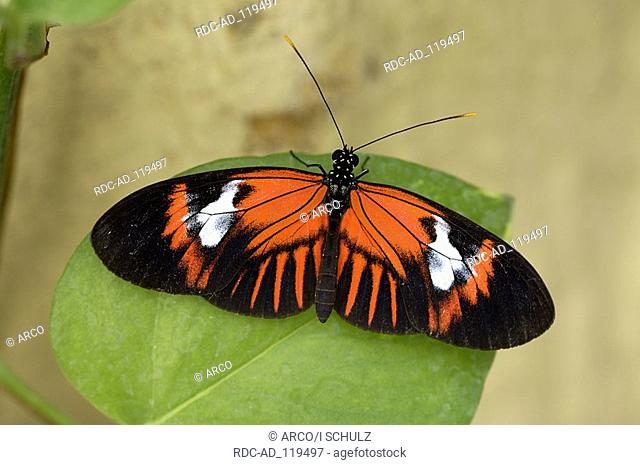 Passion Flower Butterfly Ecuador Heliconius melpomene Framed Butterfly