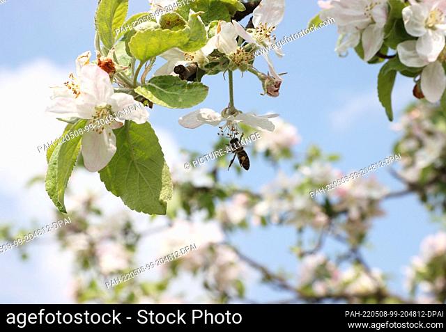 08 May 2022, Thuringia, Buttstädt: A bee on a blossom of a cherry tree. Warm spring weather is also predicted for the next few days