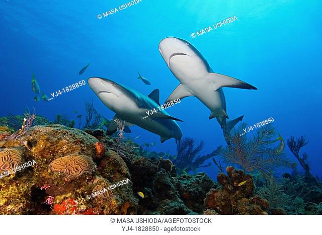 Caribbean reef sharks, Carcharhinus perezi, swimming over coral reef, Grand Bahama, Bahamas, Caribbean Sea, Atlantic Ocean