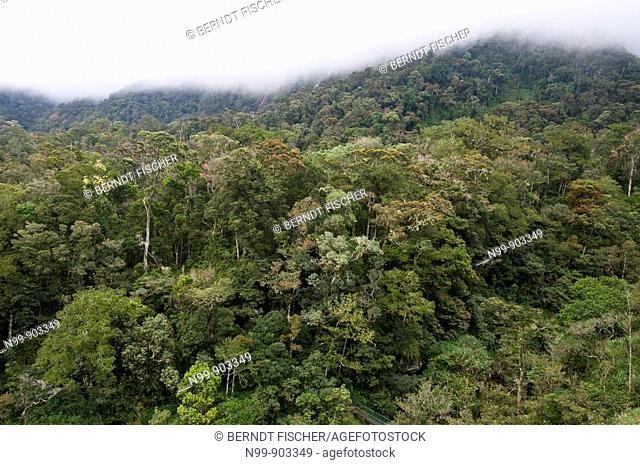 Cloud forest Mount Kinabalu Kinabalu National Park Sabah Borneo Malaysia