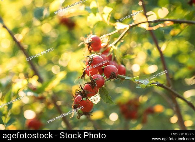 Red Ripe Berries Of Rosa Canina. Rose Hips Of Dog Rose, Is A Variable Climbing, Wild Rose Species Native To Europe, Northwest Africa, And Western Asia