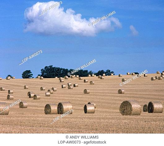 England, East Sussex, Brighton, A view of roll mop corn stacks