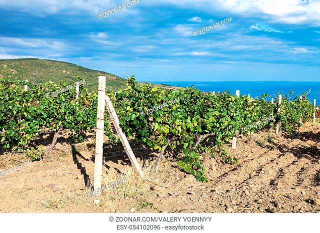 travel to Crimea - vineyard of winery farm Alushta of Massandra plant on Black Sea Coast in september