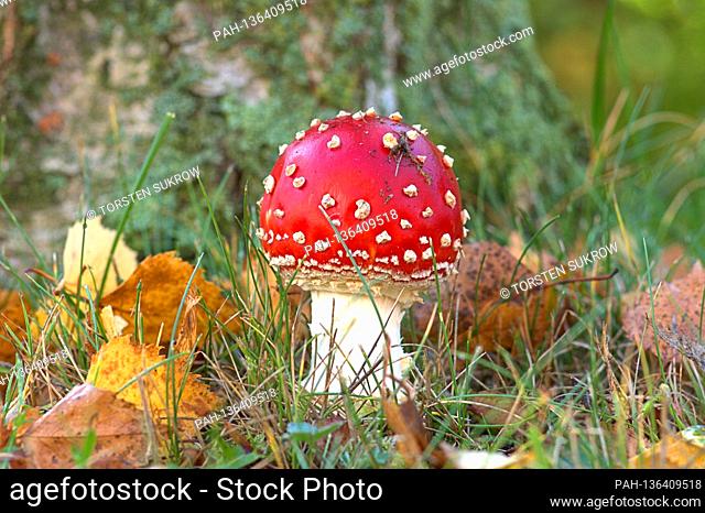 October 13, 2020, Schleswig, a small red fly agaric (Amanita muscaria), a poisonous mushroom, from the amanita family on the trunk of a birch