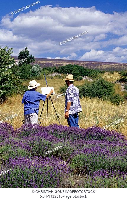painters in lavender field around Ferrassieres, Drome department, region of Rhone-Alpes, France, Europe