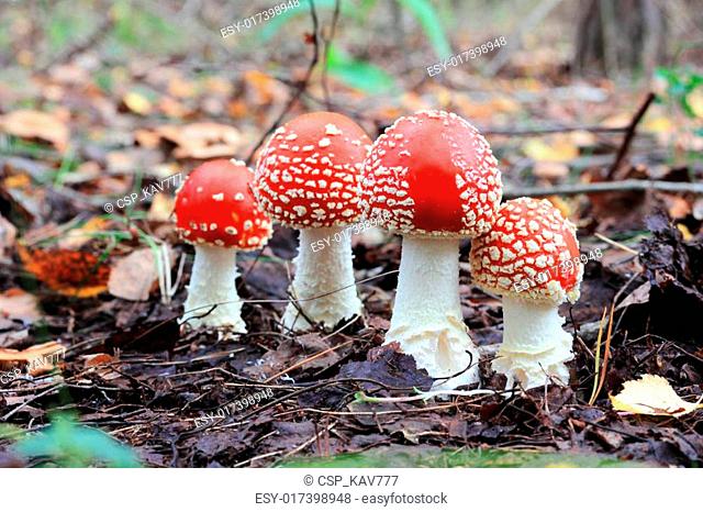 four red fly agaric
