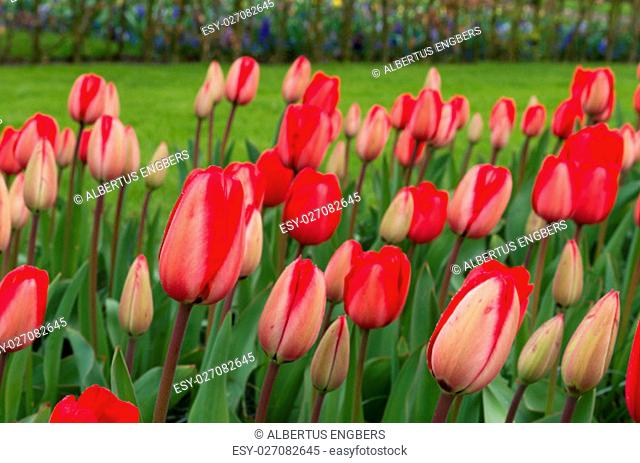 closeup of beautiful red tulips in a park