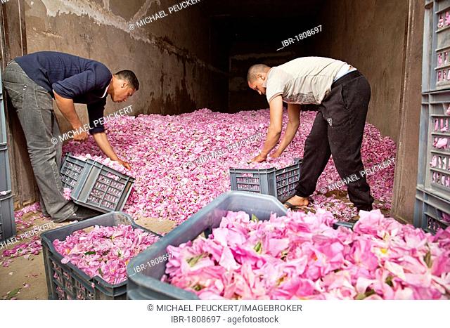 Fresh picked blossoms of organically grown Damask Roses (Rosa damascena) being packed in boxes for transport at a collection point in an oasis in the Valley of...