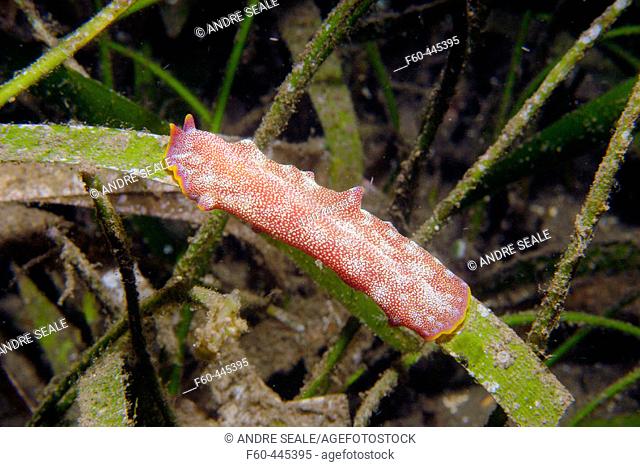 Polyclad flatworm, Pseudoceros ferrugineus, Dumaguete, Negros, Philippines