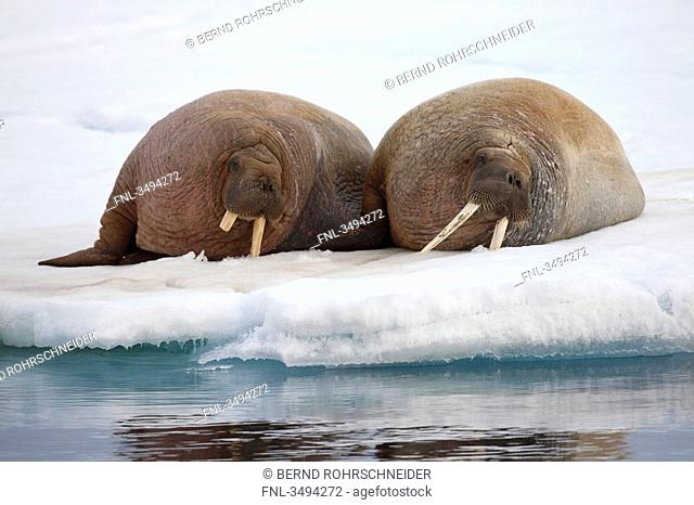 Two Walruses, Odobenus rosmarus, lying on ice floe, Spitsbergen, Norwegen, Europe