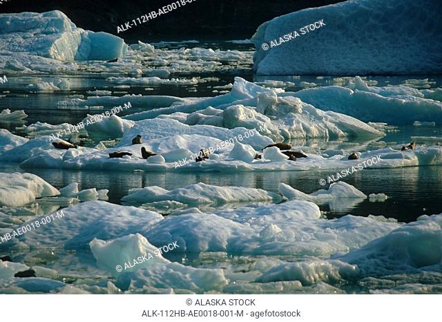 Harbor Seals on ice floe Tracy Arm Fords-Terror Wilderness Area Southeast Alaska Summer