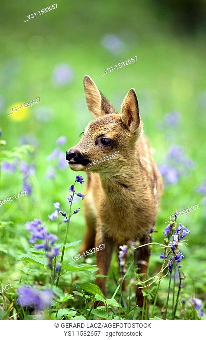 Roe Deer, capreolus capreolus, Foan with Flowers, Normandy