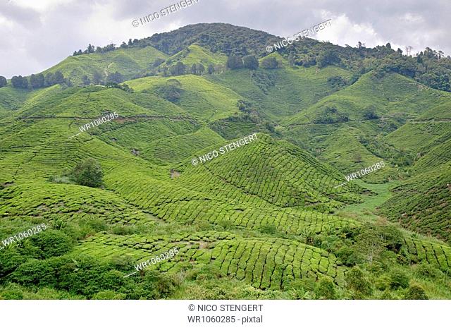 Tea plantation, Cameron Highlands, Malaysia, Southeast Asia, Asia