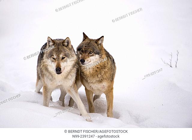 Wolves (Lupus canis), couple in snow, National Park Bayerischer Wald, Bavaria, Germany