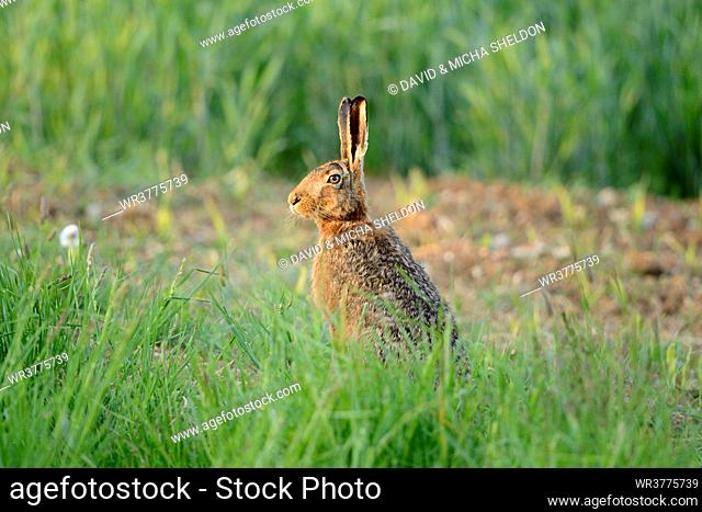 European hare (Lepus europaeus) on a field