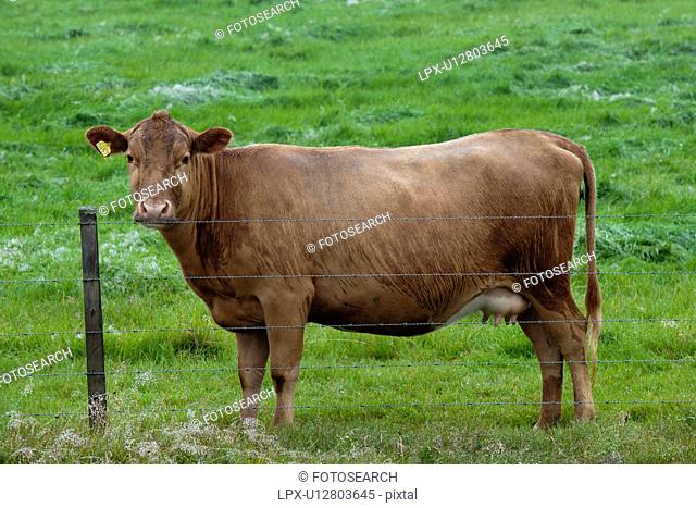 Brown cow standing behind a barbed wire fence, in a pasture
