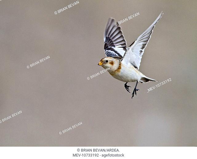 Snow Bunting - in flight (Plectrophenax nivalis)