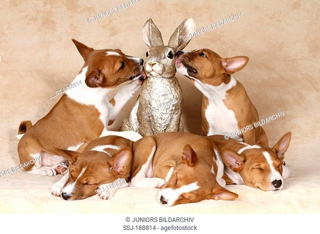 Basenji. Five puppies surrounding decorative Easter bunny. Studio picture. Germany