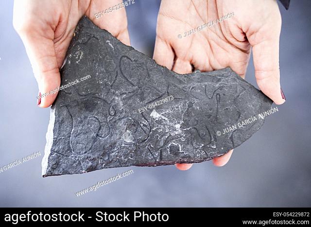 Woman holds slate with skolithos, fossil burrows made by worns. Ichnofossil from Ordovician Age, 500 Ma