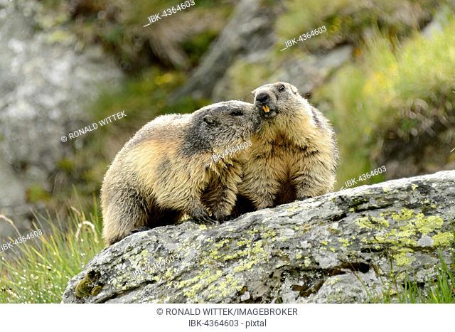 Two alpine marmots (Marmota Marmota) on rock, High Tauern National Park, Austria
