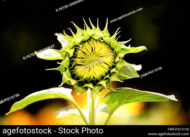 Sunflower, Helianthus, Unopened sunflowers heads growing outdoor