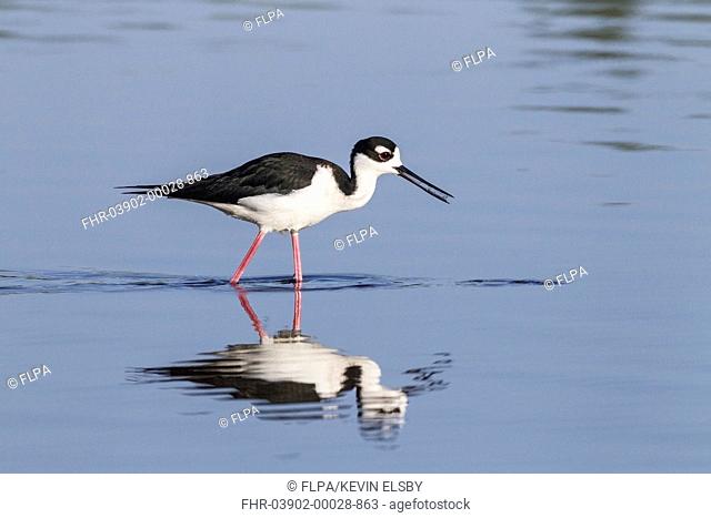 Black-necked Stilt (Himantopus mexicanus) adult male, feeding in shallow water, Florida, U.S.A., February
