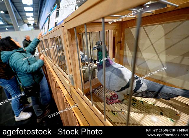 16 December 2023, North Rhine-Westphalia, Dortmund: Visitors view the pigeons on display at the German Carrier Pigeon Exhibition at the Dortmund Exhibition...