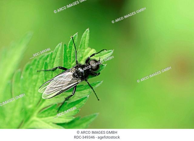 St Mark's Fly, male, North Rhine-Westphalia, Germany / Bibio marci