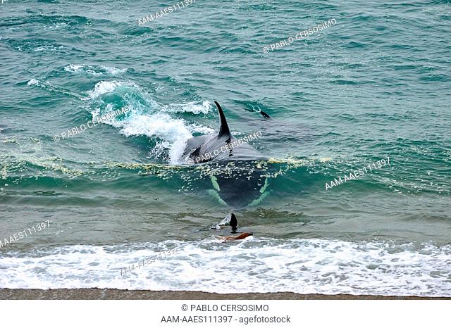 Orca or Killer Whale, Orcinus Orca, attacking South American Sea Lion, Peninsula Valdes, Patagonia, Argentina, South Atlantic
