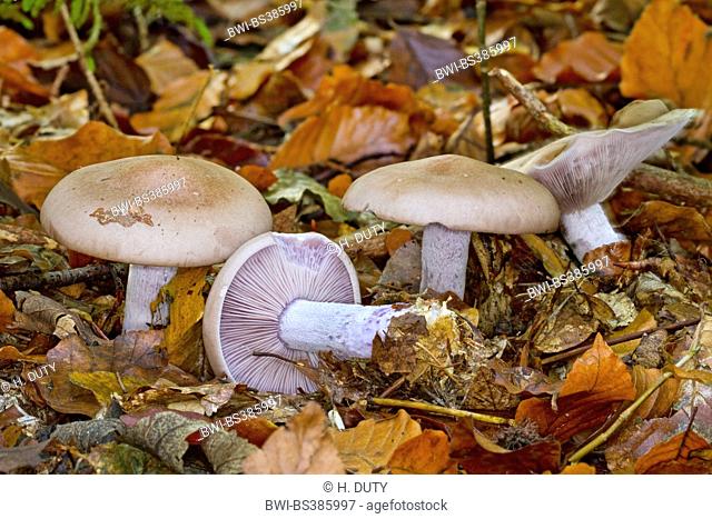 Wood blewit, Blue stalk mushroom, Wood Blewit mushroom (Lepista nuda, Clitocybe nuda, Tricholoma nudum), fruiting bodies on forest ground, edible mushrooms