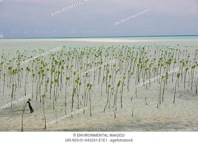 Planting mangroves, Honda Bay, Palawan, Philippines . Planting mangroves a stabilises the shifting sand, protecting eroding coastlines