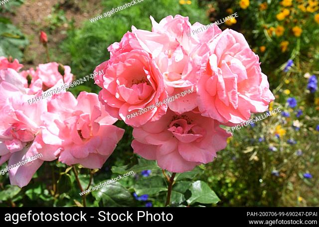30 June 2020, Saxony, Leipzig: In the allotment garden association ""Dr. Schreber"" in Leipzig, the oldest in the world, roses planted 60 years ago in the...