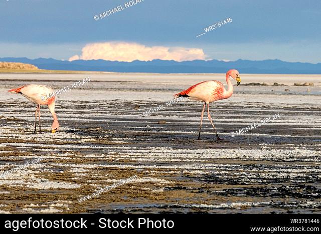 A pair of adult James's flamingos (Phoenicoparrus jamesi) feeding near Coqueza on the Salar de Uyuni, Bolivia, South America