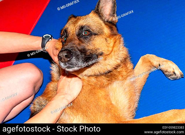treatment of a german shepherd dog in physical therapy