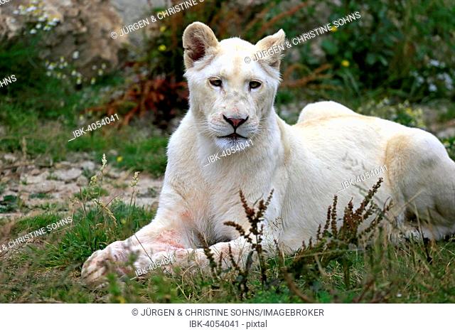 Lion (Panthera leo), adult female, lioness, white lion, native to Africa, captive, England, United Kingdom