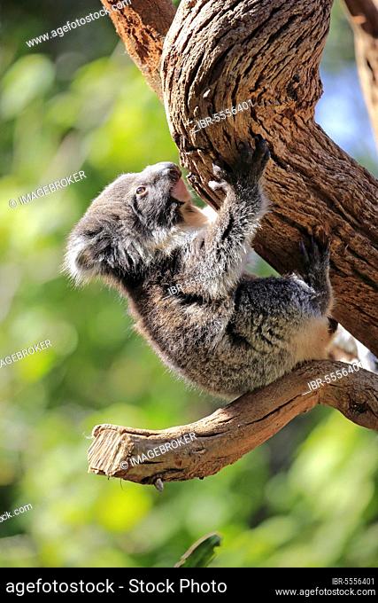 Koala (Phascolarctos cinereus), young on tree, Parndana, Kangaroo Island, South Australia, Australia, Oceania