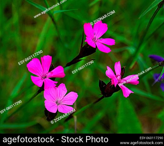 Kartäusernelke, Dianthus carthusianorum, Carthusian pink, charterhouse pink, cluster-head pink, clusterhead (pink)