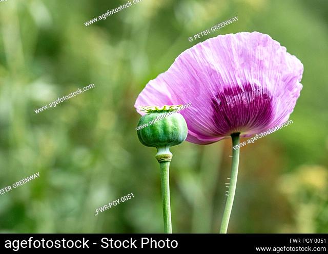 Poppy, Papaver, Mauve coloured flower and Poppy heads growing outdoor