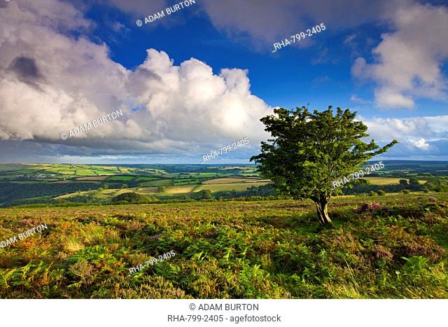 Views from Dunkery Hill on a blustery summer's day, Exmoor National Park, Somerset, England, United Kingdom, Europe