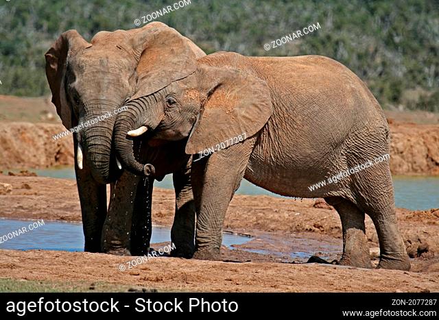 Zwei Elefanten, Südafrika, two elephants in south africa