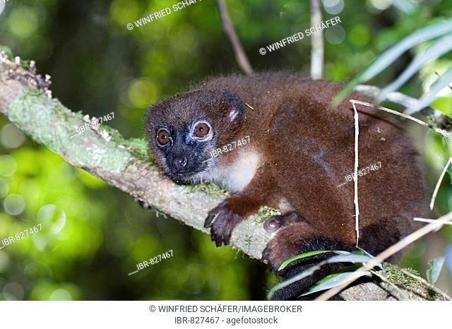 Red-bellied Lemur (Eulemur rubriventer), Madagascar, Africa