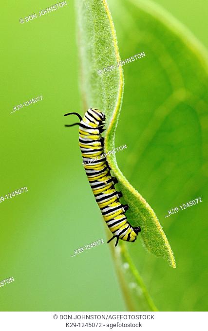 Monarch butterfly Danaus plexippus Caterpillar feeding on milkweed