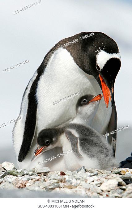 Gentoo penguin Pygoscelis papua parent with two downy chicks on Pleneau Island, near the Antarctic Peninsula
