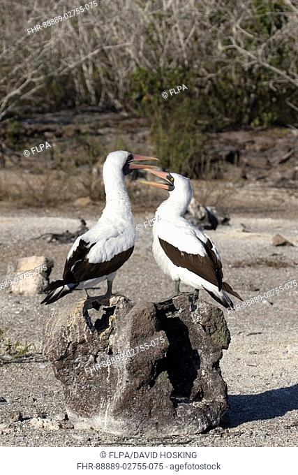A pairing pair of Nazca boobies, Galapagos