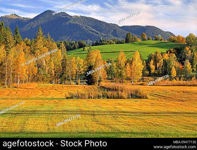 Moorland landscape at the Soiener See against Hörnle (1484m) of the Ammergau Alps, Bad Bayersoien, Alpine foothills, Upper Bavaria, Bavaria, Germany