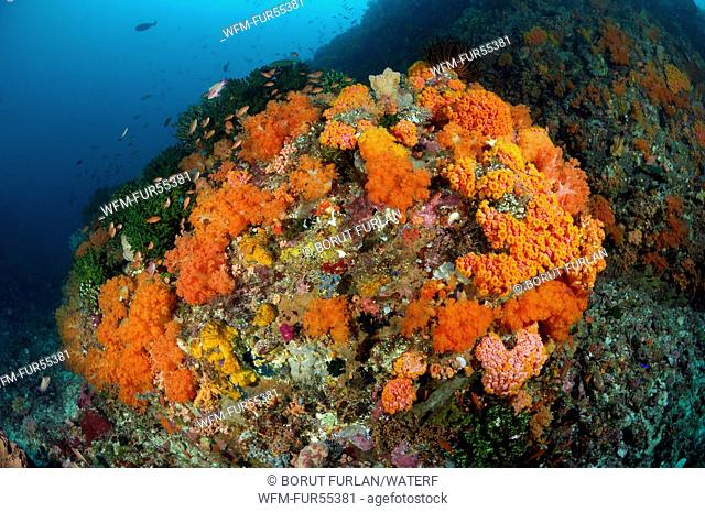 Colorful Coral Reef, Komodo, Indonesia