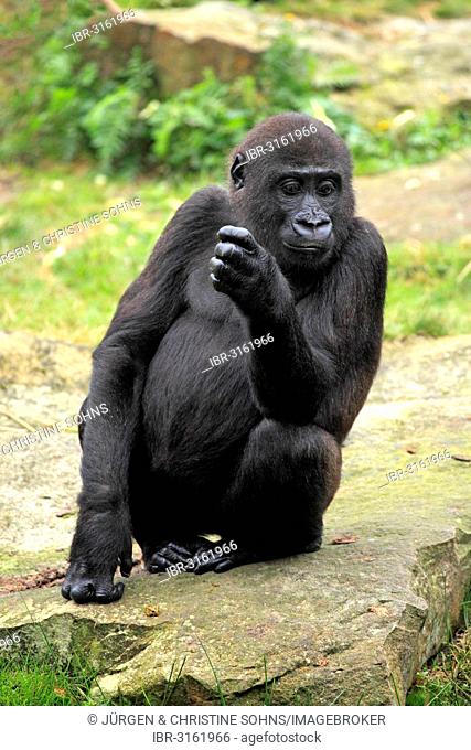 Western Lowland Gorilla (Gorilla gorilla gorilla), juvenile, captive, Apenheul Primate Park, Apeldoorn, Gelderland, The Netherlands