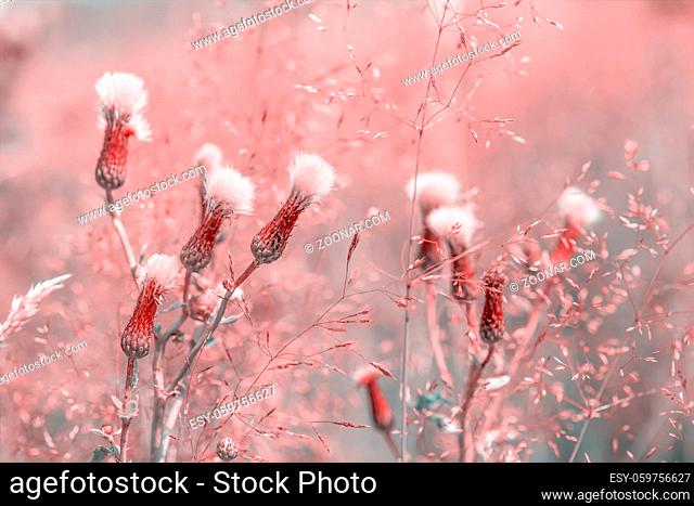 Beautiful fluffy wildflowers in the dreamy meadow. Pink pastel toned. Nature background. Greeting card template. Copy space