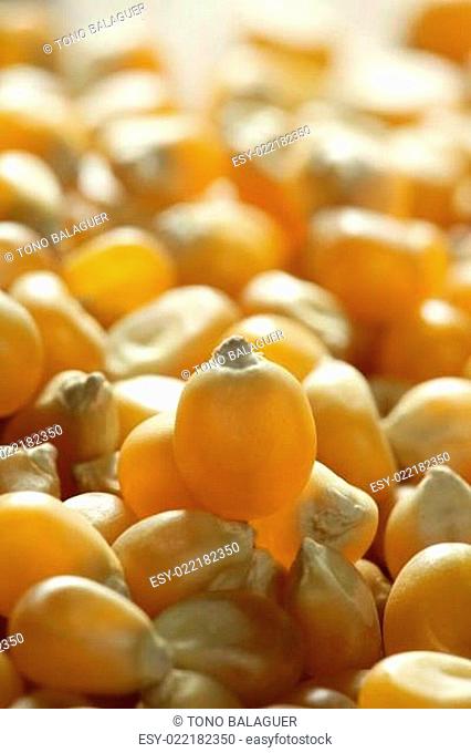 Dried macro corn seeds in orange color