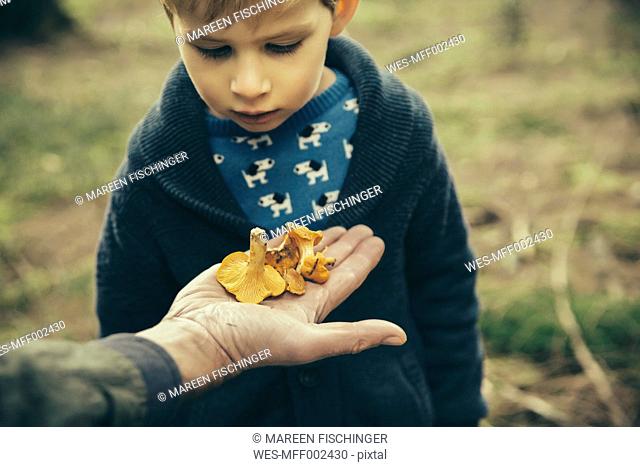 Little boy looking at chanterelle mushrooms in man's hand